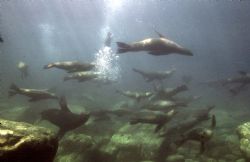 Sea Lions, Sea of Cortez, Housed Nikon F, 24mm Nikkor Lens by Rick Tegeler 